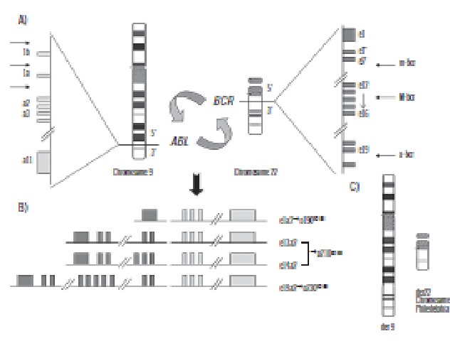 Translocation in the BCR-ABL1 gene