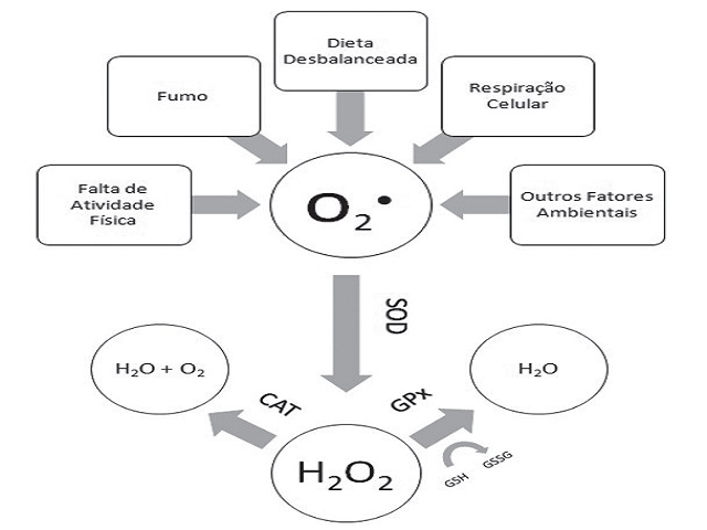 Generation and neutralization of ROS by activity of antioxidant enzymes SOD, CAT and GPx leading to transformation of GSH into GSSG