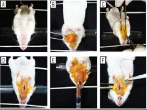 Puncture tracheotomy in BALB/c lineage mice