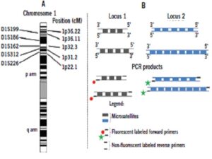 Amplification of microsatellite regions using the multiplex PCR technique PCR: polymerase chain reaction; LOH: loss of heterozygosity.