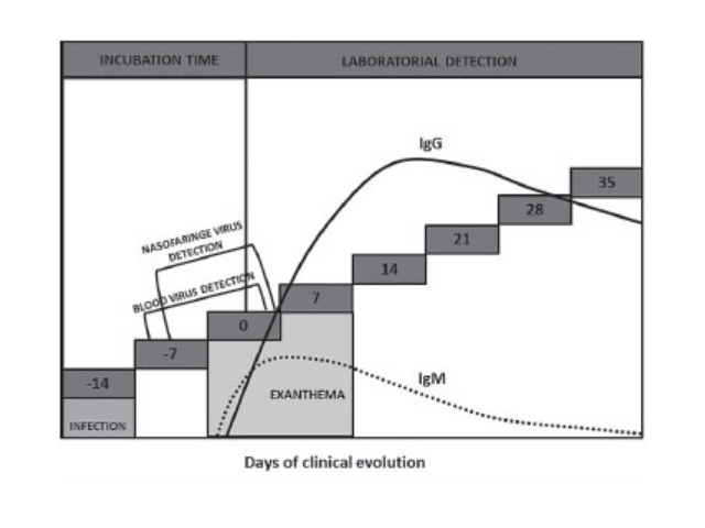 Clinical and laboratory evolution of measles IgM and IgG: immunoglobulin class M and G. Source: Adapted from WHO, 2007.