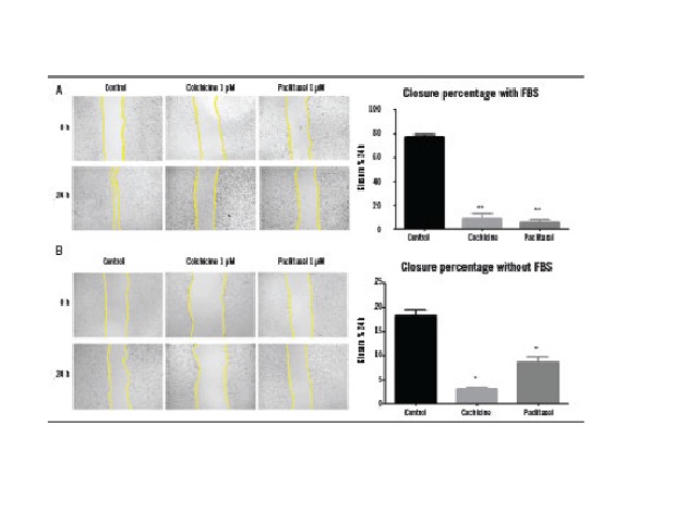 In vitro closure of the wound healing assay area after 24 hours colchicine or paclitaxel treatment in the presence or absence of serum