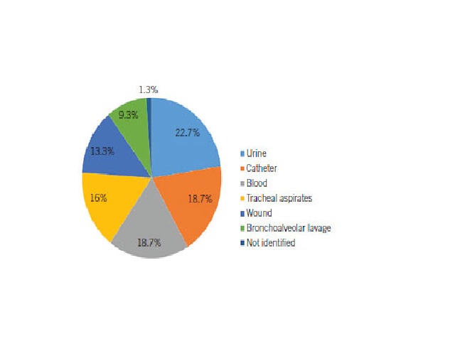 Percentage of 75 Acinetobacter baumannii isolates from hospital 1 according to the source of specimens