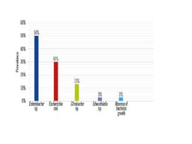 Prevalence of microorganisms isolated from PU exudate among internal medicine inpatients, Petrolina (PE) PU: pressure ulcer.