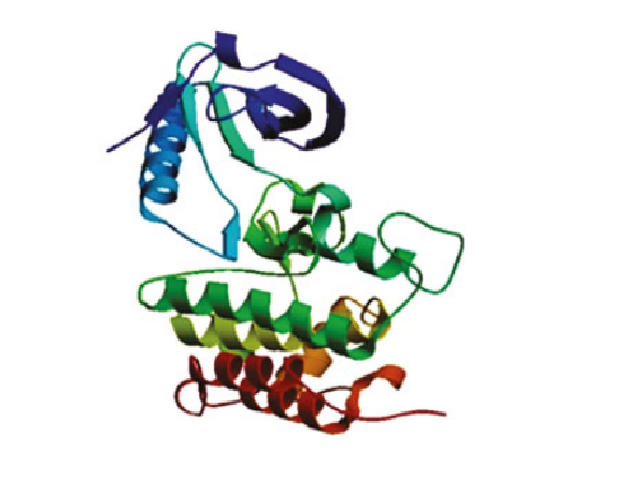 NTRK1 proto-oncogene [Homo sapiens]