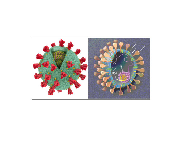 Structure of SARS-CoV-2